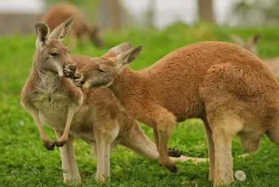 Canguru