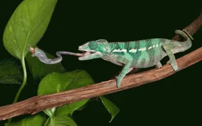 Camaleão