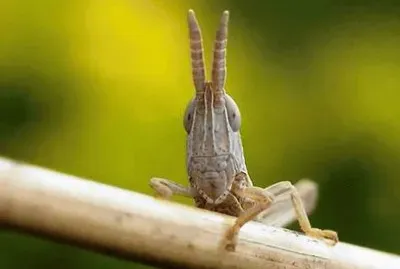 here 's looking at you, kid-19