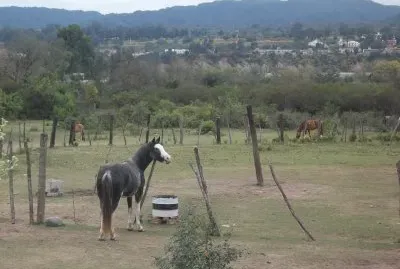 caballito de los Perales