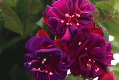 PURPLES