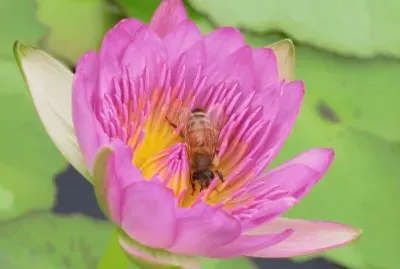 è“®èŠ±