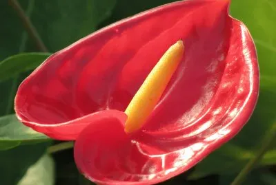 ç«é¶´èŠ±
