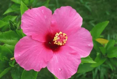 æ‰¶æ¡‘èŠ±