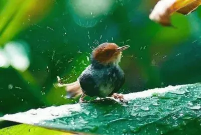 POLLUELO BAÃ‘ÃNDOSE jigsaw puzzle