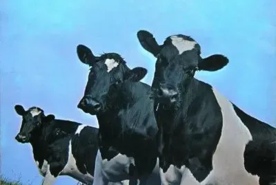 FLOYD COWS jigsaw puzzle