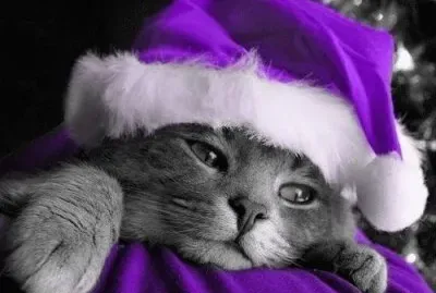 Purple Santa Kitty jigsaw puzzle