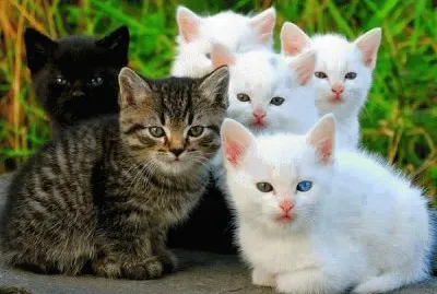 Gatos jigsaw puzzle
