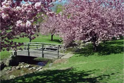 Beautiful Garden