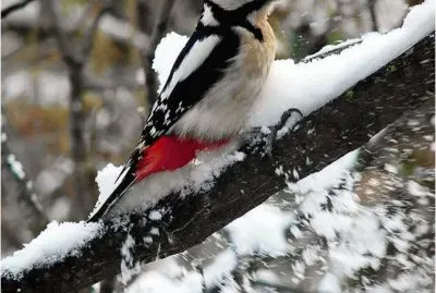 Winter jigsaw puzzle