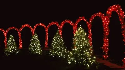 פאזל של lights and trees