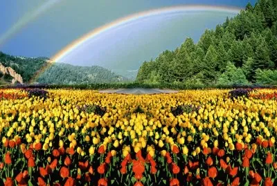 Tulips jigsaw puzzle