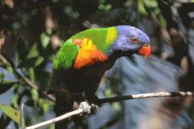 Rainbow Bird