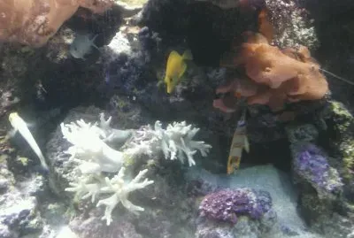 fische jigsaw puzzle