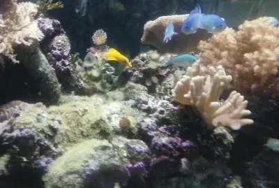 fische 2 jigsaw puzzle