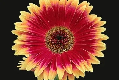 Mais gerberas