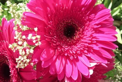 Gerbera grande