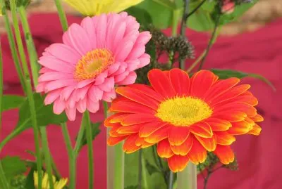 Duas gerberas