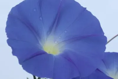 ç‰½ç‰›èŠ±