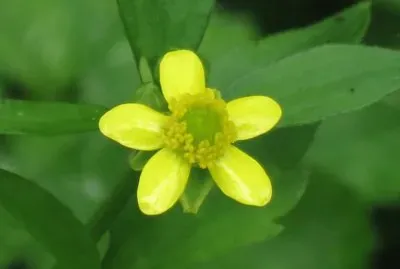 é»ƒè‰²å°èŠ±