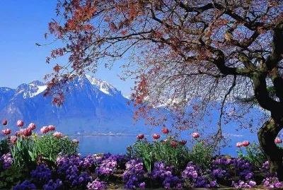 Natureza em sintonia