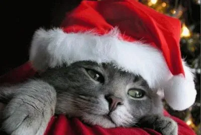 gatet