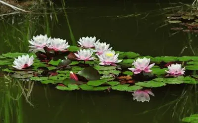 Water Lilies Pond
