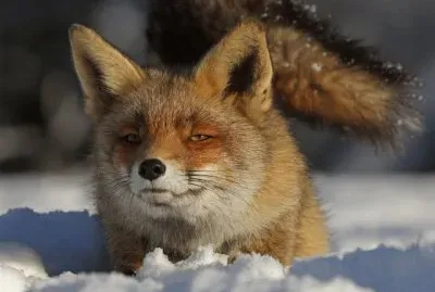 Fox in the Snow