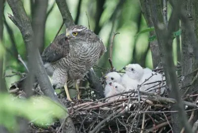 Sparrow hawk with baby Sperrows jigsaw puzzle