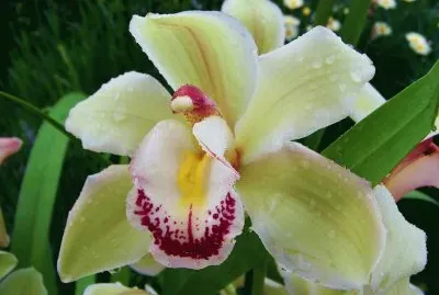 Orquidea