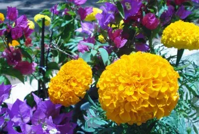 Cravos e Primaveras