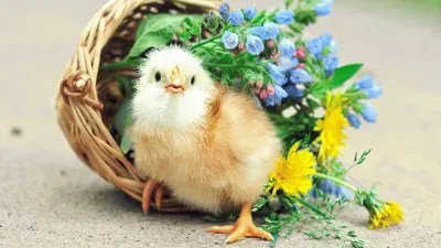 Cute little Chicken
