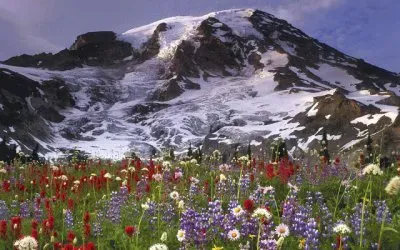Wild Flowers in the Mountains