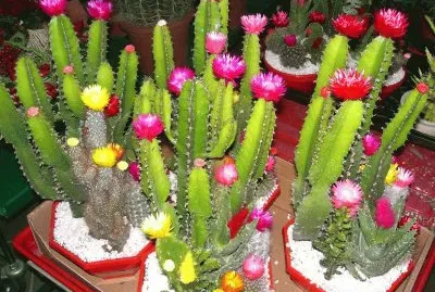 Cactos Floridos