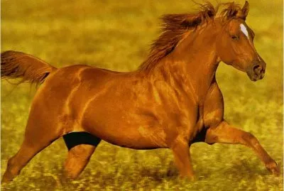 Running Horse