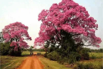 Beautiful Tree jigsaw puzzle