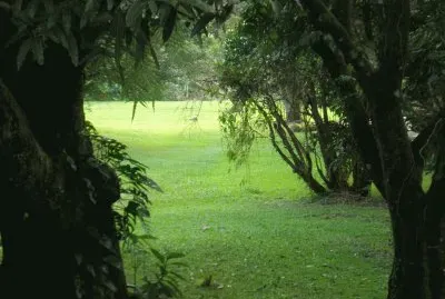 פאזל של verde naturaleza