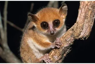 lemur
