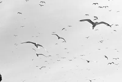 volando jigsaw puzzle