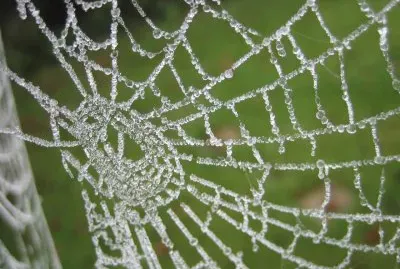 Frozen web