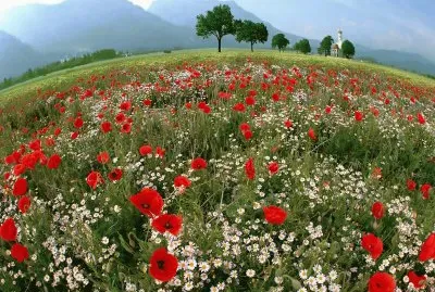 Spring mountain meadow