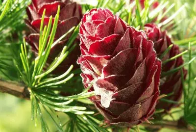 Pinecone jigsaw puzzle