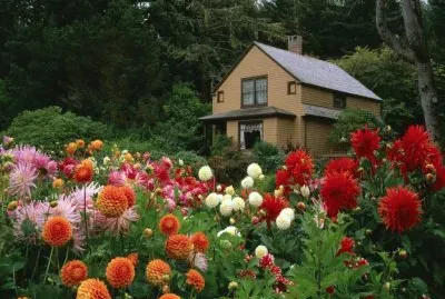 Flowers in the yard