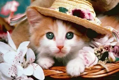 Cute Cat jigsaw puzzle