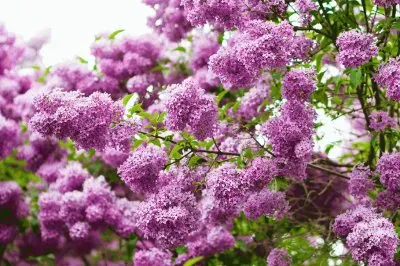 Lilac Flowers jigsaw puzzle