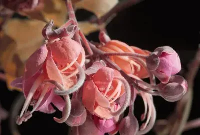 Cassia Grandis Carao Flower