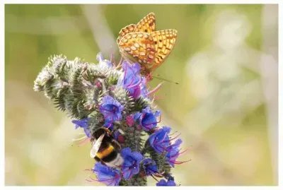 Viper 's bugloss jigsaw puzzle