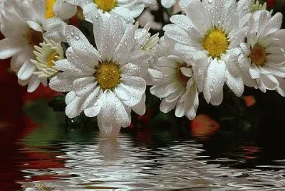 flores jigsaw puzzle