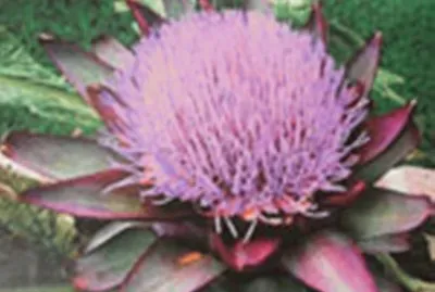 Exotica jigsaw puzzle