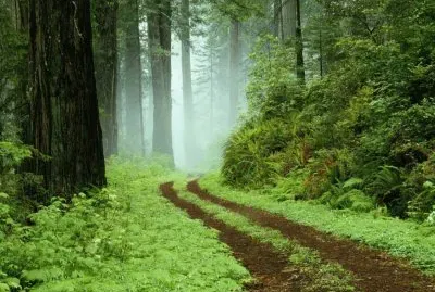 פאזל של forest